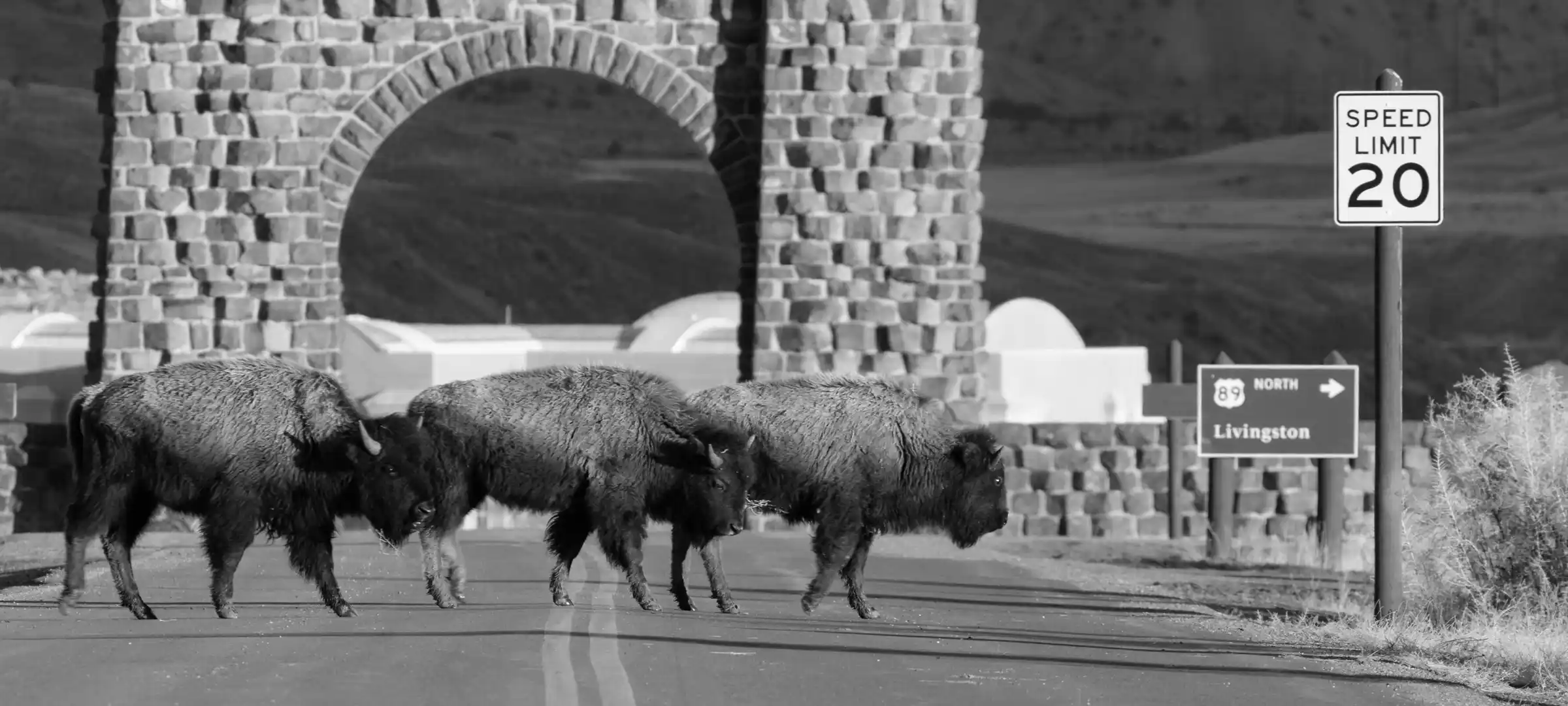 buffalo next to entrance of Yellowstone
